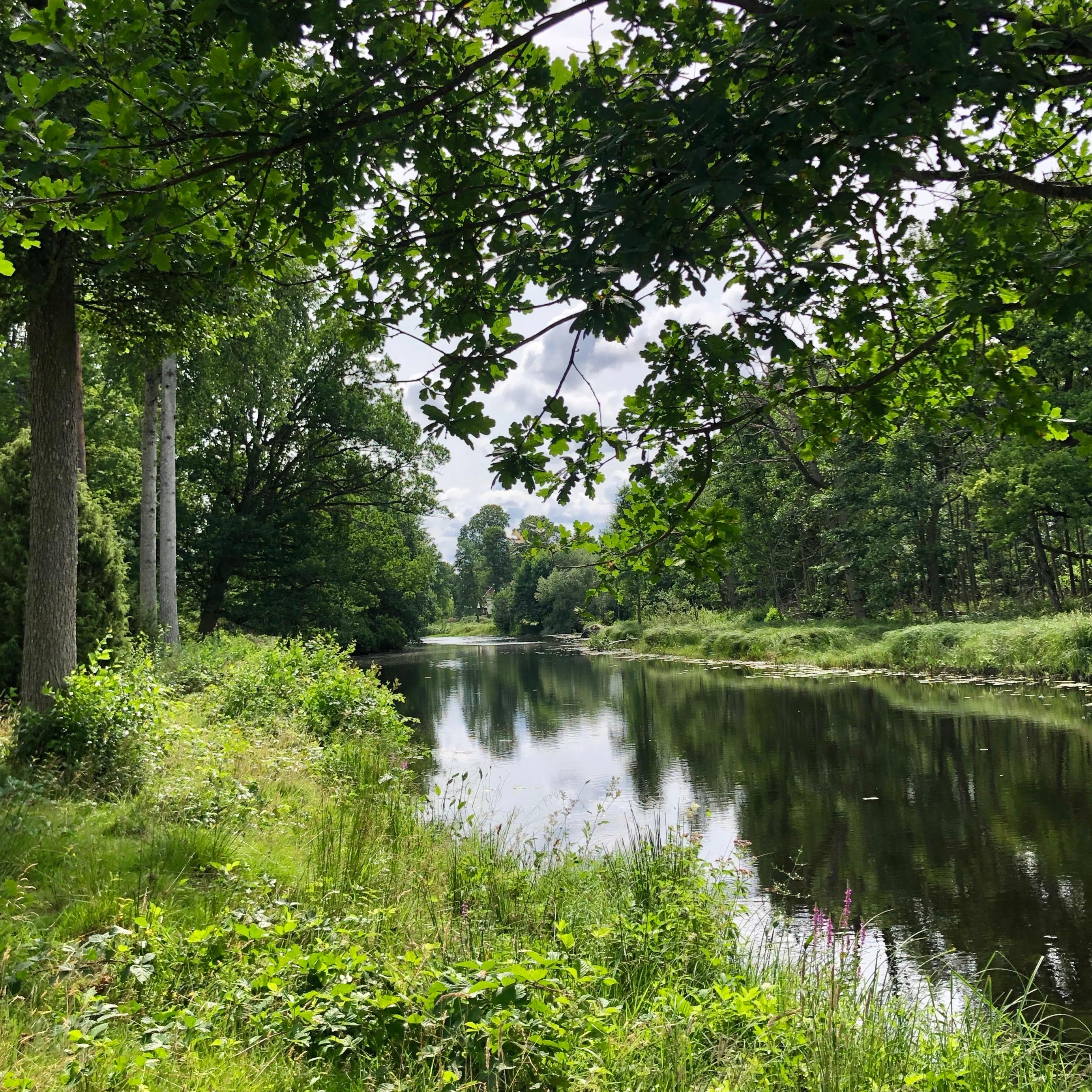 Ljungbyån omringad av träd och grönska.