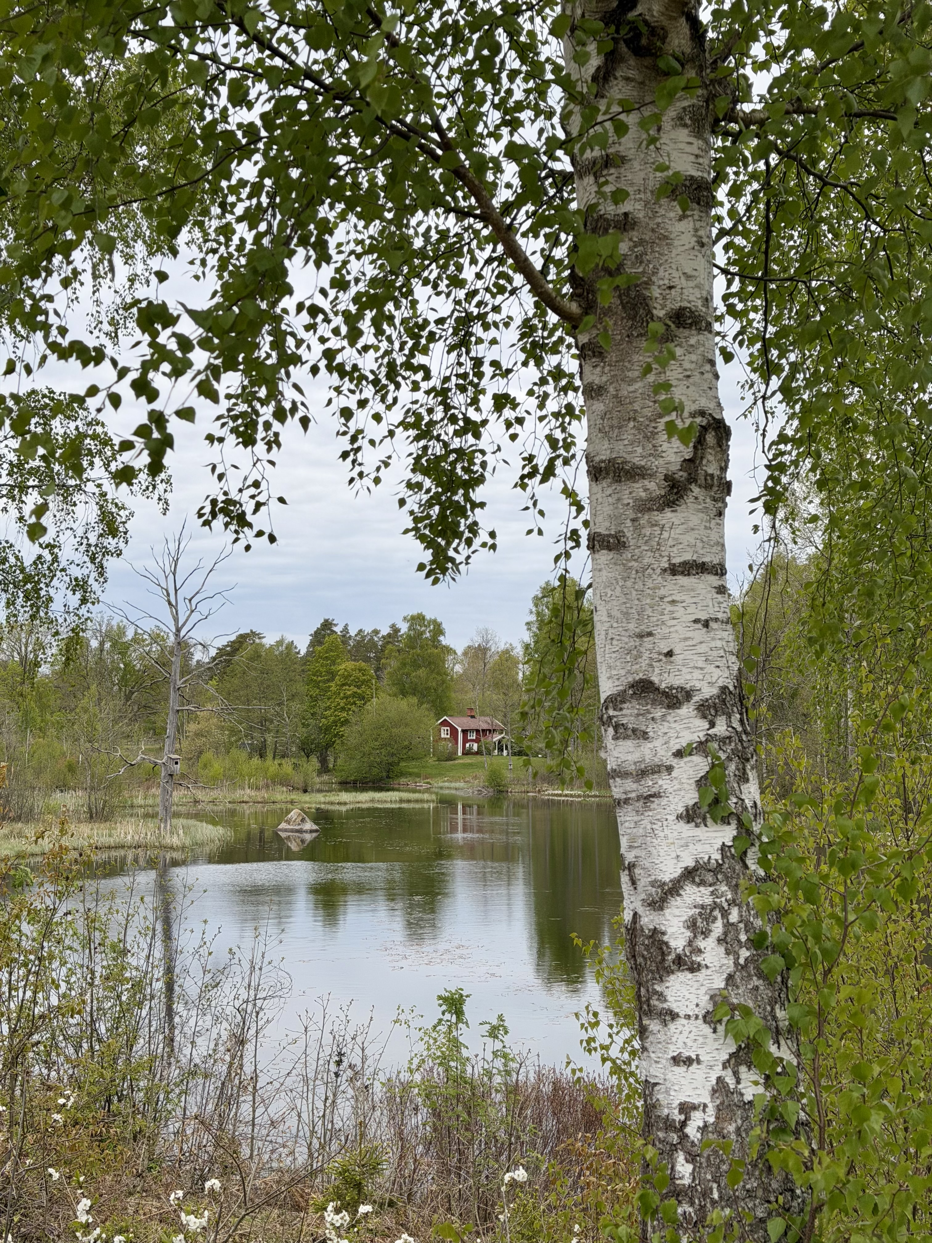 Björk framför sjö med en röd stuga intill.