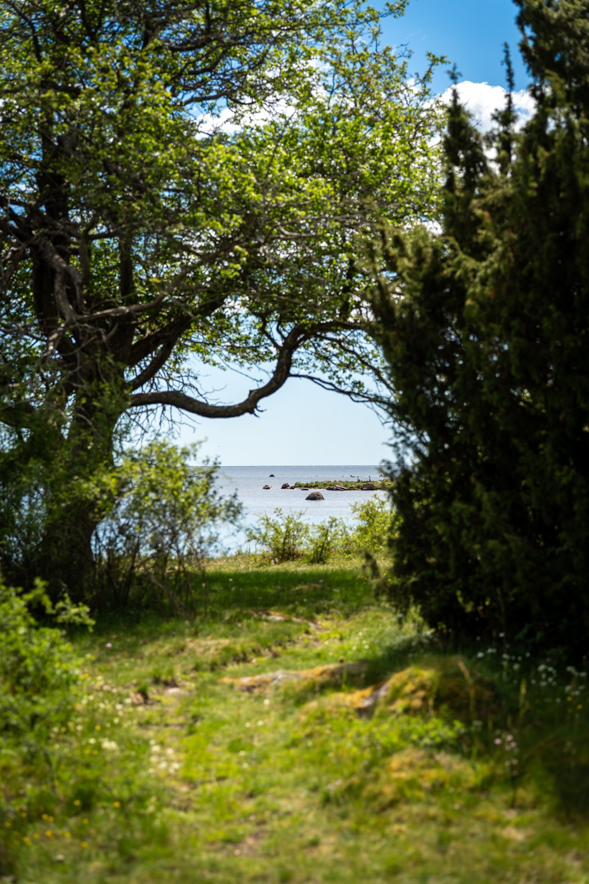 Öppning i buskage med havet på andra sidan.
