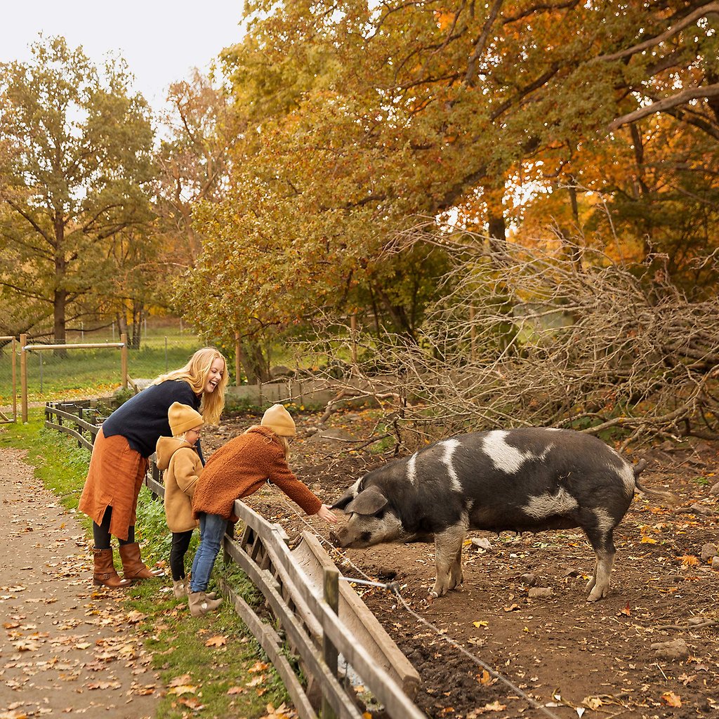 Helena Elm och två barn hälsar på en stor gris som står i en hage.