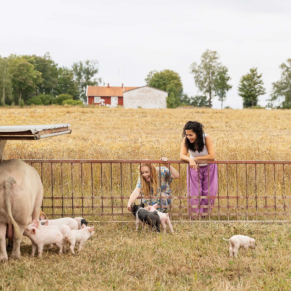 Helena och Olida står vid en hage med grisar.