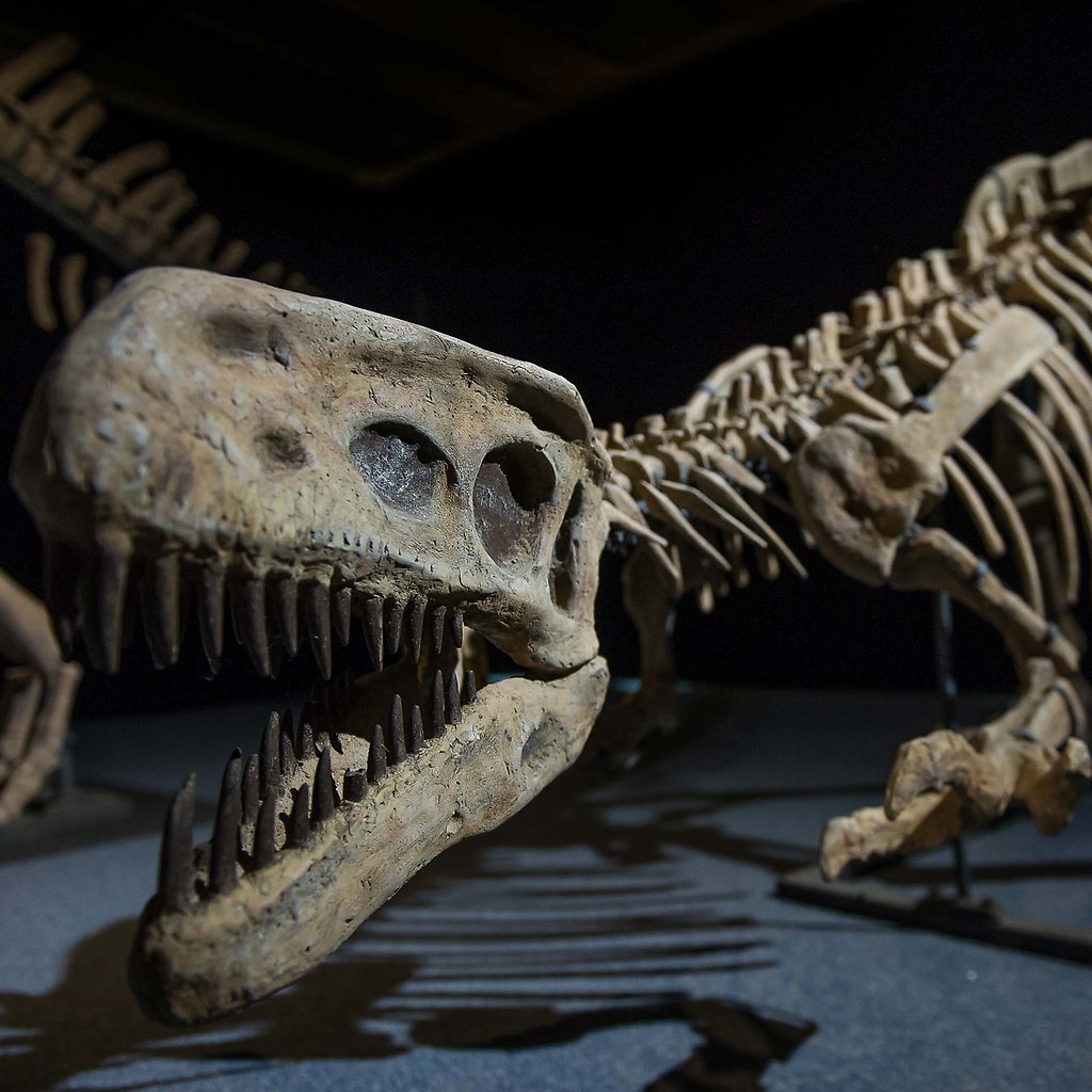 A skeleton in the exhibition A World of Dinosaurs. 