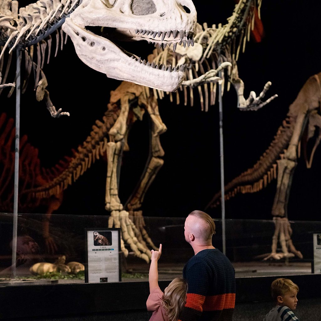 En pappa med sitt barn tittar på ett dinosaurieskelett