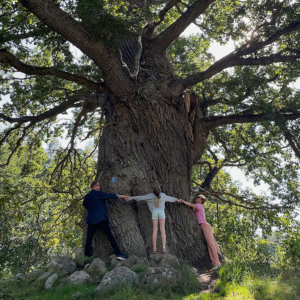 Sara, hennes man och dotter försöker tillsammans nå runt stammen på en stor ek